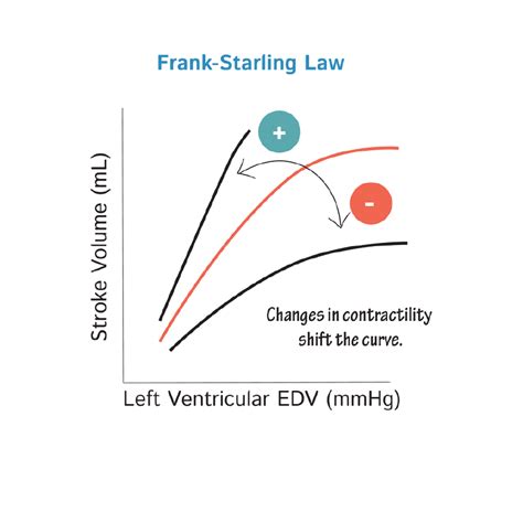 Frank-Starling Law & Inotropic Agents - Physiology Flashcards | ditki medical and biological ...