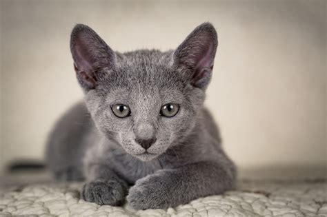 Russian Blue Cat Personality and Behavior - PetTime