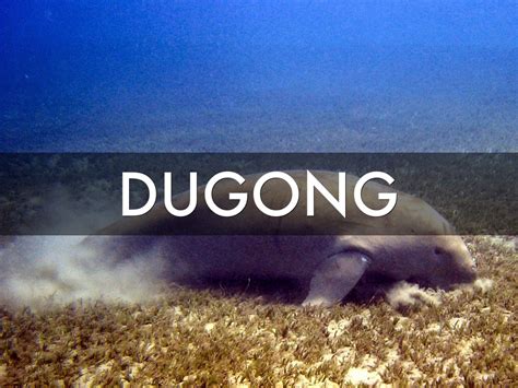 Dugong by Ian Gancas