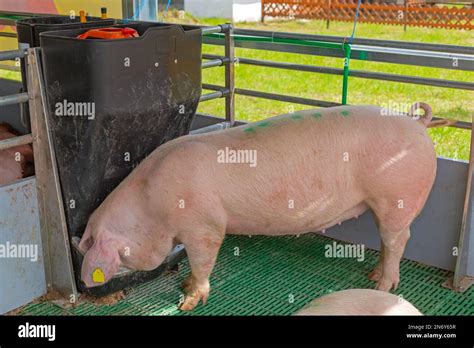 Automatic Pig Feeder Device at Modern Animal Farming Stock Photo - Alamy