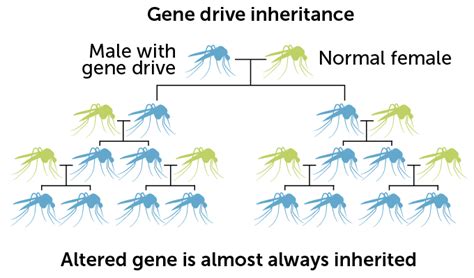 Should we use a genetic weapon against mosquitoes carrying malaria?