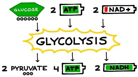 Glycolysis: An overview - YouTube