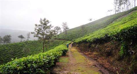 Munnar trekking