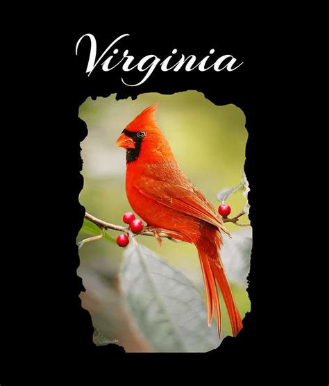 Northern Cardinal Official Virginia State Bird Travel Digital Art by Thanh Nguyen