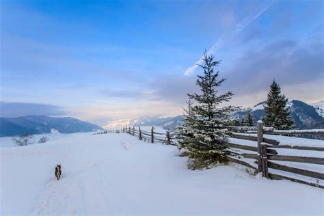 Premium Photo | Carpathian winter mountains