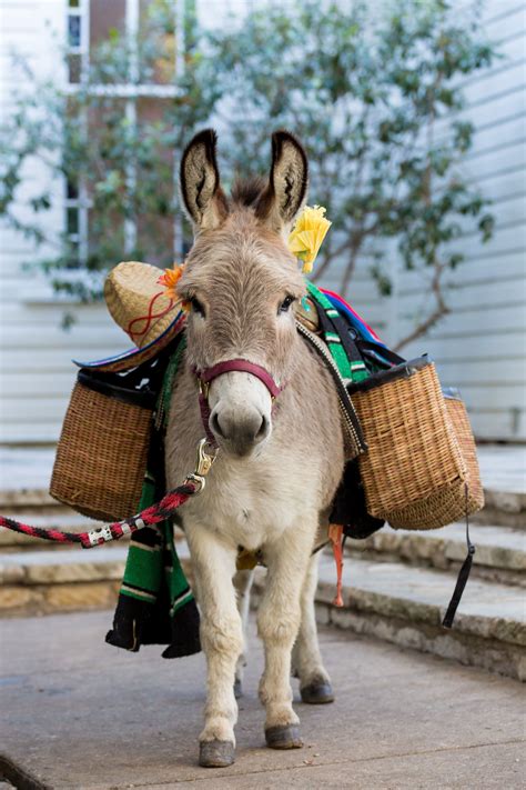 Whimsical Pack Donkey with Beer Satchels