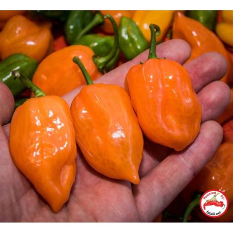 Habanero, Orange » Fatalii Seeds