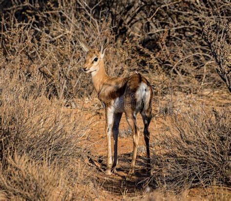 Springbok Antelope stock image. Image of brown, closeup - 107669593