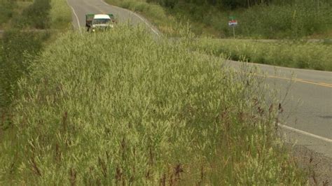 Invasive sweetclover a 'safety hazard' for Yukon roads | CBC News