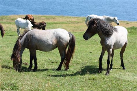 Newfoundland Pony Info, Origin, History, Pictures