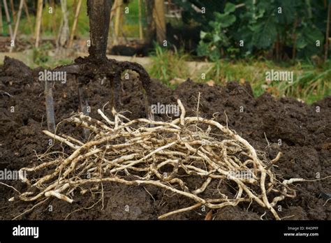 Bindweed roots (rhizomes) dug from a garden Stock Photo - Alamy