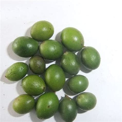 Podocarpus Macrophyllus & Podocarpus Seeds – HeYou Seeds