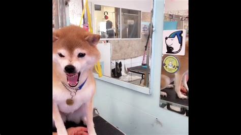 Shiba-inu Nail trimming by KMDOG 柴犬爪切り/中島かおる - YouTube