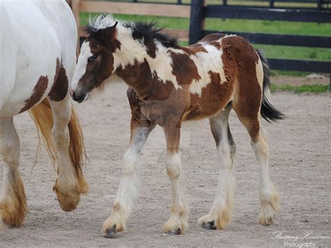 Walking Gypsy Vanner Foal - Stock by BHP-Stock on DeviantArt