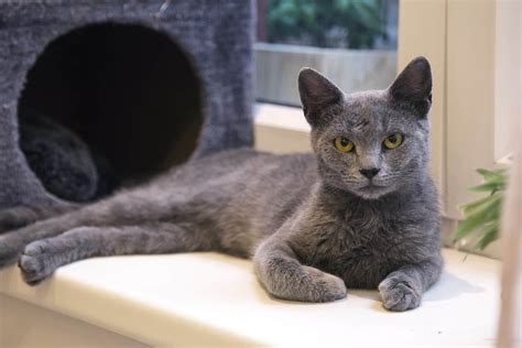 10 Hypoallergenic(ish) Cat Breeds You Should Know About | Russian blue cat, Cat breeds, Russian blue