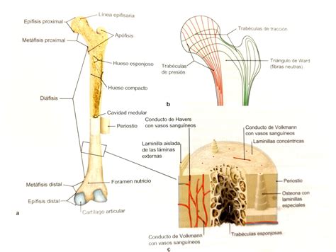 Infograma que presenta los tipos huesos del cuerpo humano; huesos regulares, largos ...