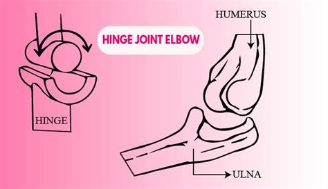 Give two examples of hinge joints.