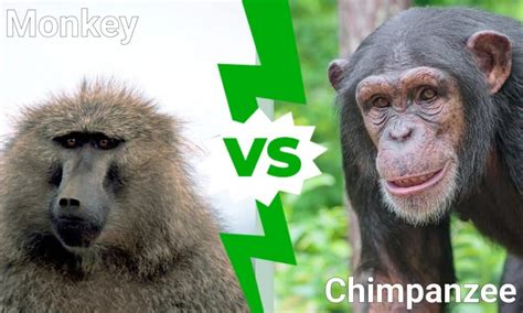 Monkey vs Chimpanzee: What are the Differences? - IMP WORLD