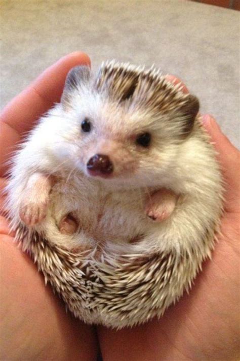 African Pygmy Hedgehog Care - Preloved UK