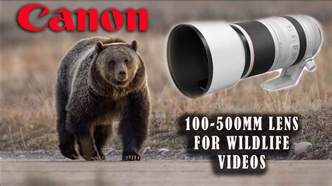 Canon 100-500mm RF Lens For Wildlife Videos - YouTube