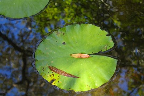 Lily Pad Water Pond - Free photo on Pixabay