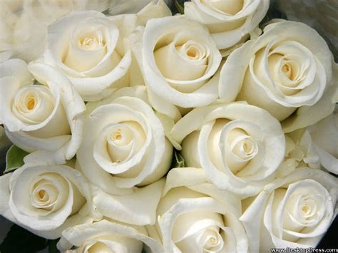 🔥 [100+] White Roses Desktop Wallpapers | WallpaperSafari