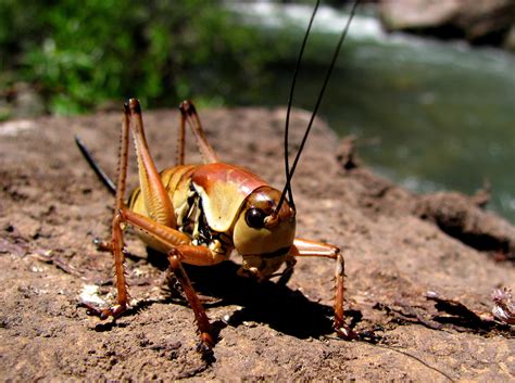 Mormon Cricket Close Up image - Free stock photo - Public Domain photo - CC0 Images