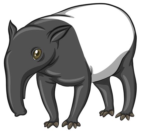 Tapir 417115 Vector Art at Vecteezy