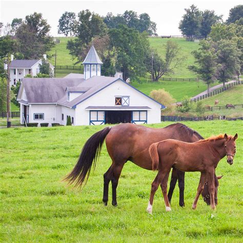 Horse Pasture Grass Seed