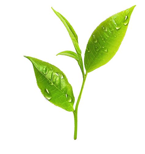 Fresh tea leaves with dew on the leaf surface 14038702 PNG