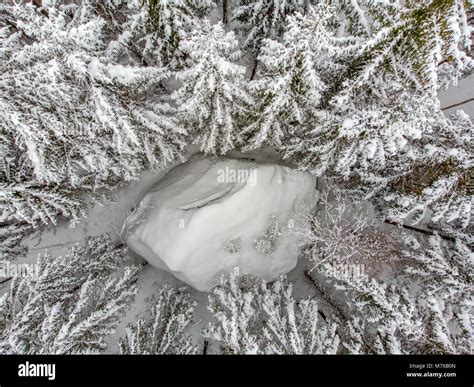 The evergreen trees are beautiful when covered in snow Stock Photo - Alamy