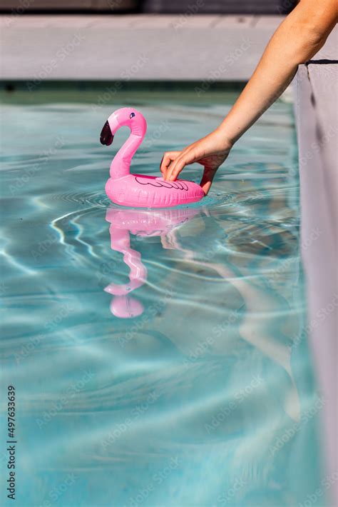 Flamingo in the pool Stock Photo | Adobe Stock