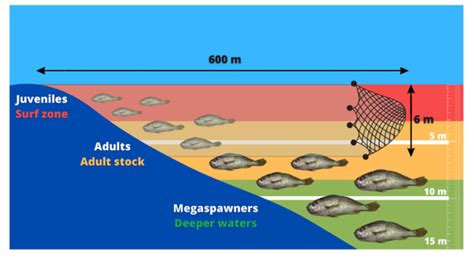 Stock assessment of Larimus breviceps, a bycatch species exploited by artisanal beach seining in ...