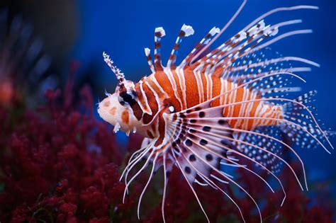 Unbelievably Fascinating Facts About Lionfish - Animal Sake