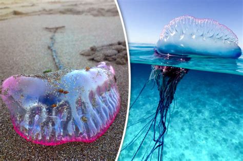 Portuguese Man of War: Britain invaded by thousands of DEADLY jellyfish ...