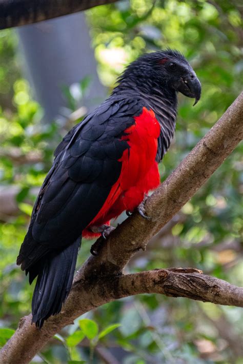 Definitive Guide To Pesquet's Parrot Facts, Habitat, Conservation ...