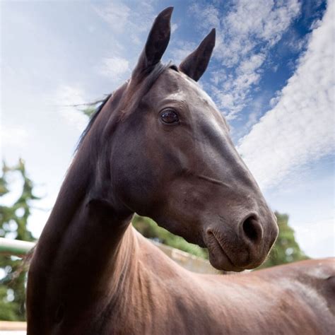 Morgan Horse Breed - History, Types, & Temperament - Helpful Horse Hints