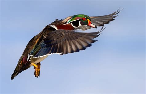 Wood Duck in Flight - FeederWatch