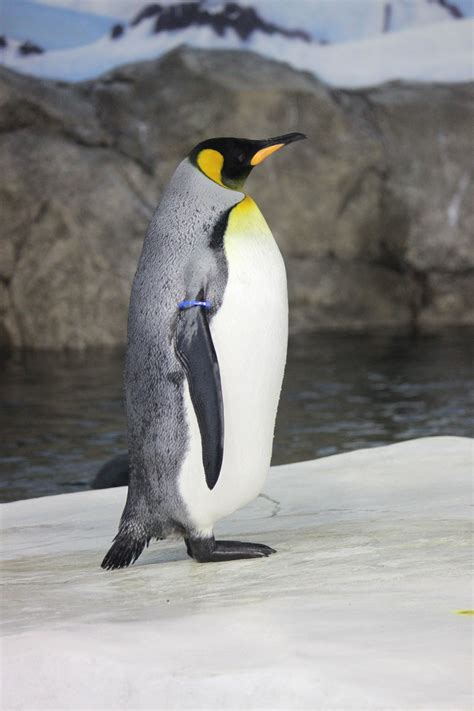 King Penguin Free Stock Photo - Public Domain Pictures