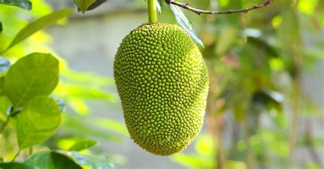 Jackfruit: What Is This Vegetarian Meat Alternative?