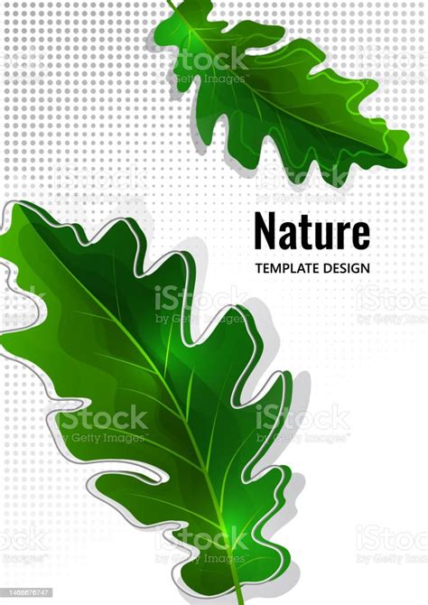 Green Oak Leaf Isolated On White Background Vector Stock Illustration - Download Image Now - iStock