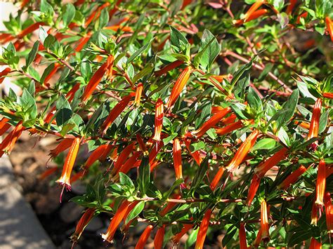 Firecracker Plant (Cuphea ignea) in San Antonio, Texas (TX) at Rainbow Gardens