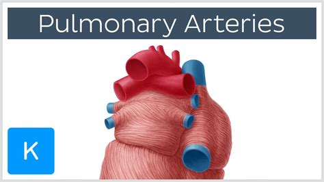 Pulmonary Arteries - Location & Function - Human Anatomy | Kenhub - YouTube