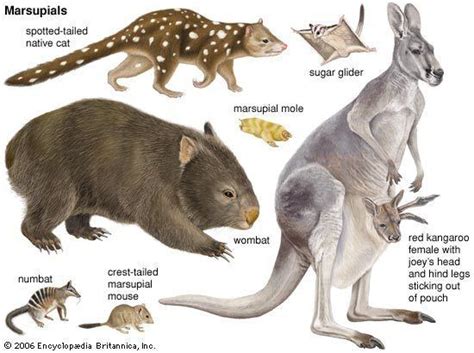 Marsupial - Alchetron, The Free Social Encyclopedia