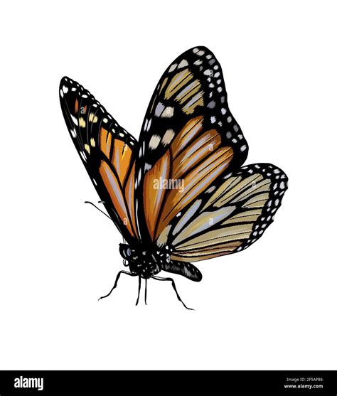 Butterfly from a splash of watercolor, colored drawing, realistic ...