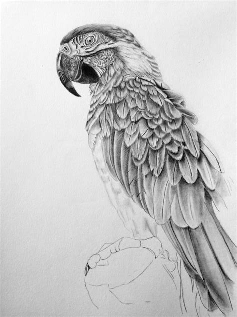 Parrot pencil drawing at paintingvalley.com | explore collection of ...