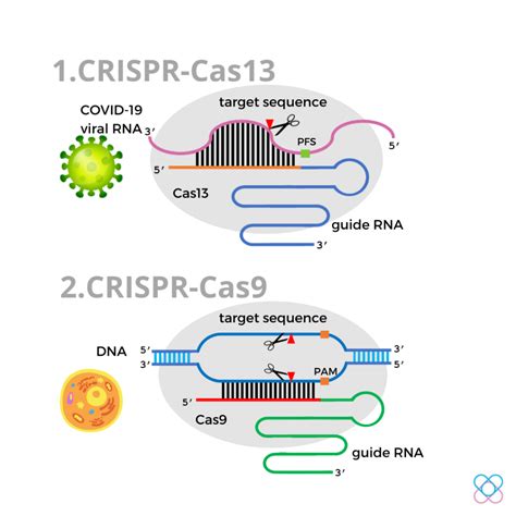 Crispr Cas System