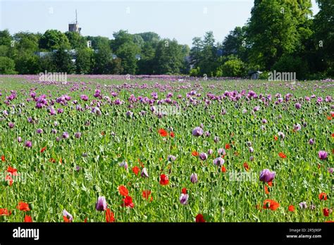 Poppy fields in pink and red poppy Stock Photo - Alamy