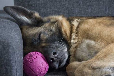 Do German Shepherd Puppies Sleep A Lot? Get All the Facts About Their ...