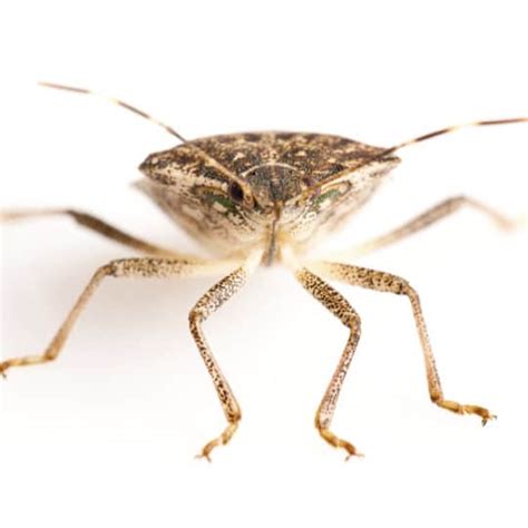 Stink Bug Prevention Tips